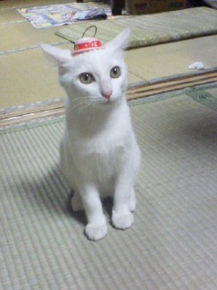 ���₱�̕���