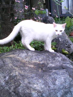 ���₱�̕���