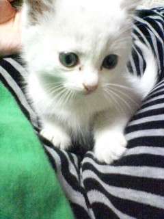 ���₱�̕���