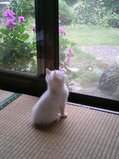 ���₱�̕���