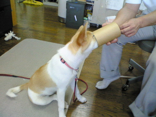 �N���t���l�́h�[�`���u���v�h