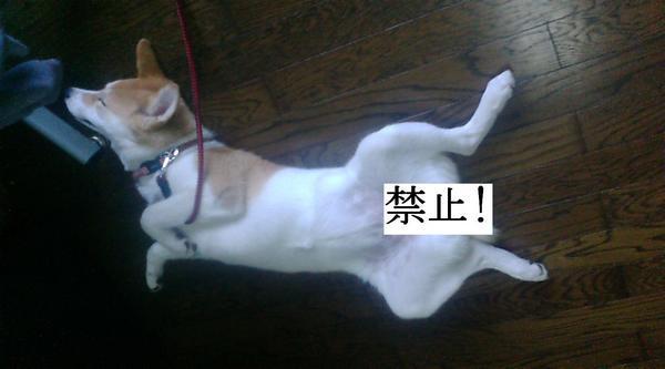 �N���t���l�́h�[�`���u���v�h