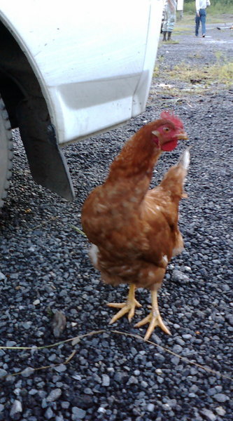 �N���t���l�́h�[�`���u���v�h