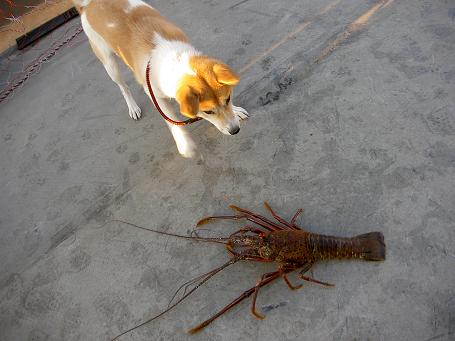 �N���t���l�́h�[�`���u���v�h