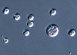 �N���t���l�́h�[�`���u���v�h