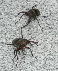 �n���}�}�A�������s���I