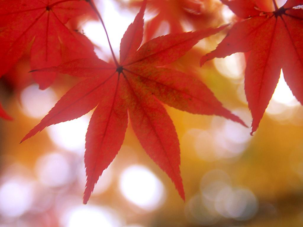 �I�V�����ȕ����Â���͕ǎ��Ō��܂�