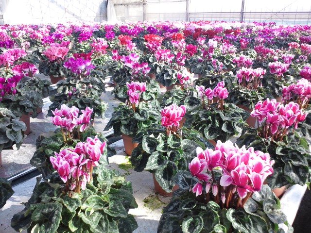 �܂邶��@�܂邶��@����܂���