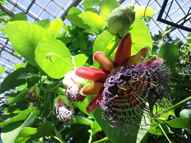 �܂邶��@�܂邶��@����܂���