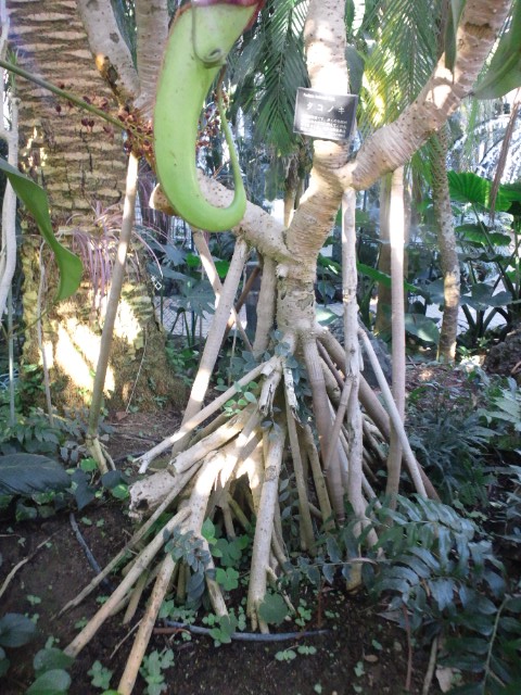 �܂邶��@�܂邶��@����܂���