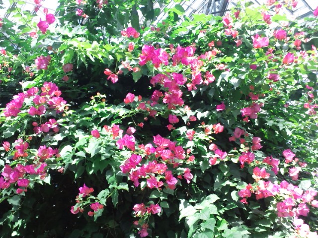 �܂邶��@�܂邶��@����܂���