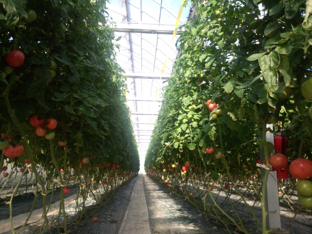 �܂邶��@�܂邶��@����܂���