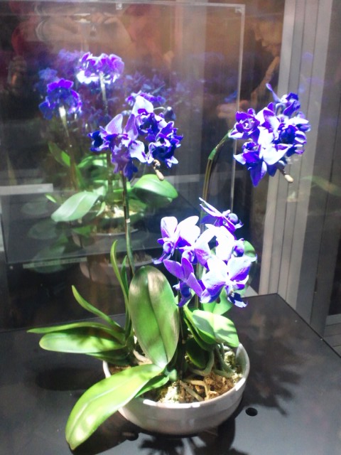 �܂邶��@�܂邶��@����܂���