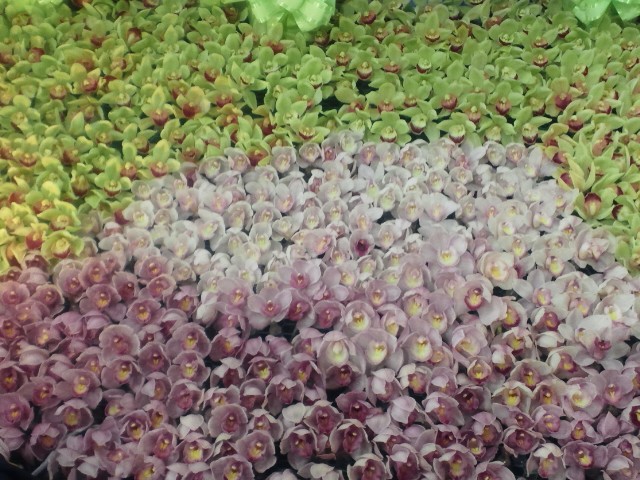 �܂邶��@�܂邶��@����܂���