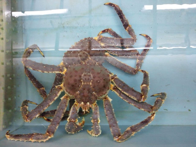 �܂邶��@�܂邶��@����܂���