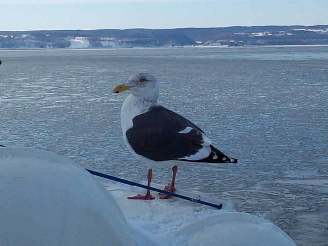 �܂邶��@�܂邶��@����܂���