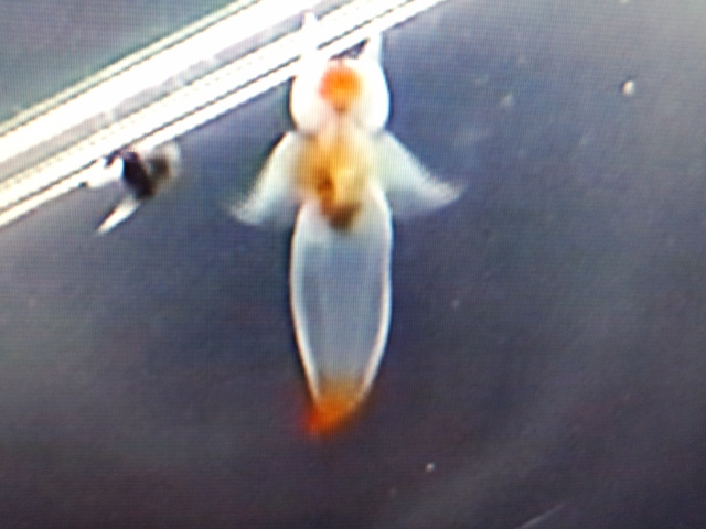 �܂邶��@�܂邶��@����܂���