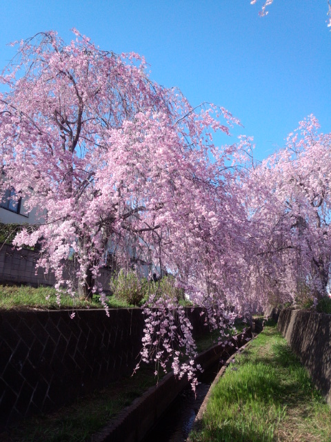 �܂邶��@�܂邶��@����܂���