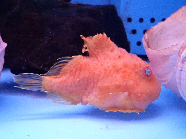 �܂邶��@�܂邶��@����܂���