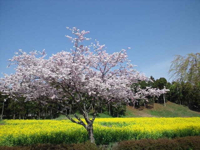 �܂邶��@�܂邶��@����܂���