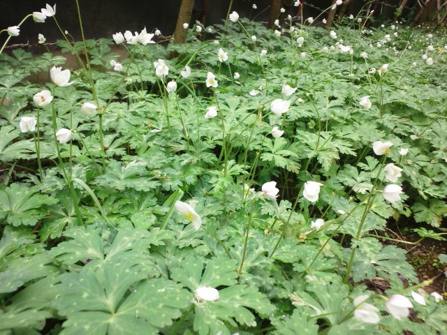 �܂邶��@�܂邶��@����܂���