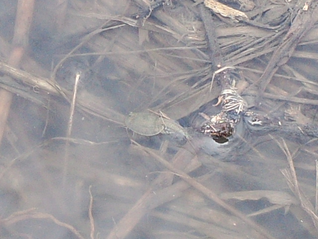 �܂邶��@�܂邶��@����܂���