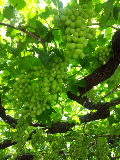 �܂邶��@�܂邶��@����܂���