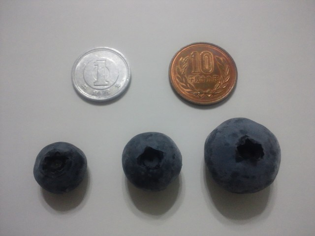 �܂邶��@�܂邶��@����܂���