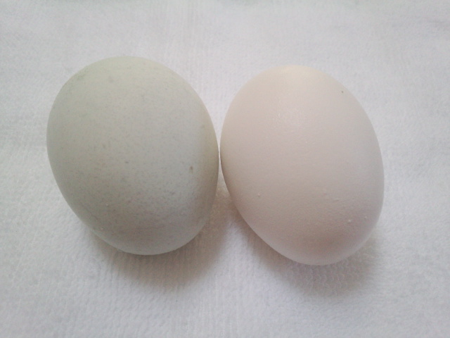 �܂邶��@�܂邶��@����܂���