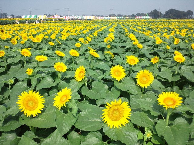 �܂邶��@�܂邶��@����܂���