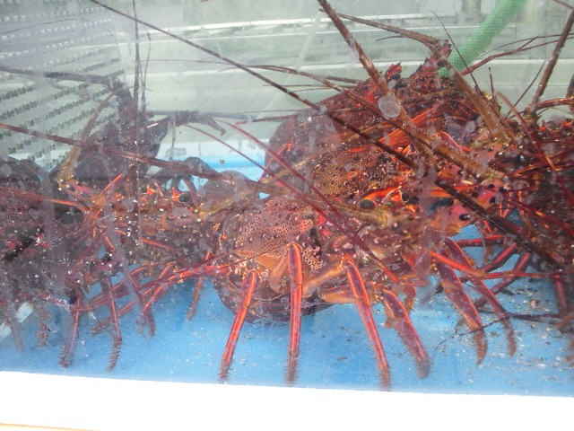 �܂邶��@�܂邶��@����܂���