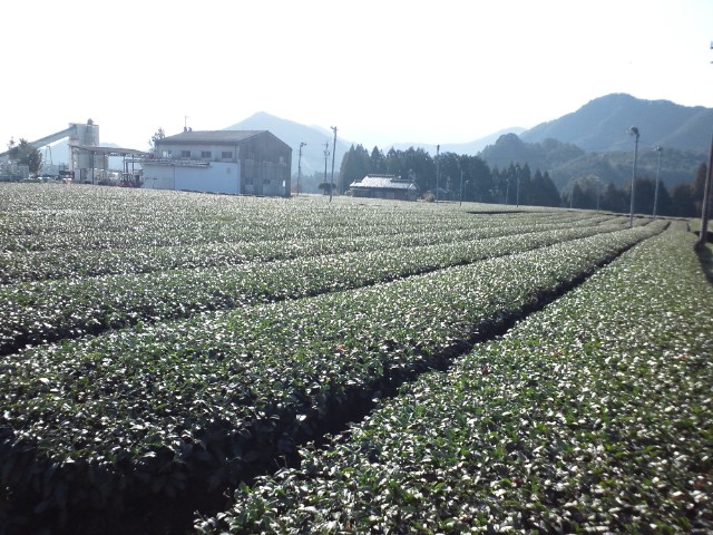 �܂邶��@�܂邶��@����܂���