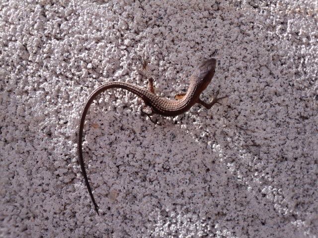 �܂邶��@�܂邶��@����܂���