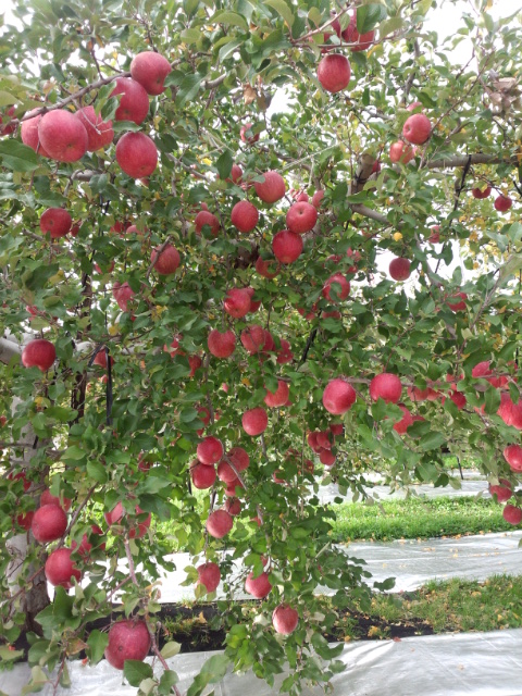 �܂邶��@�܂邶��@����܂���