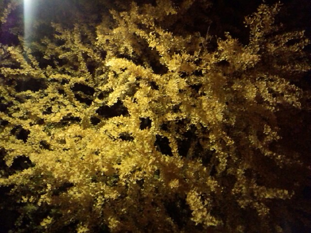 �܂邶��@�܂邶��@����܂���