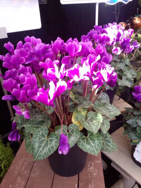 �܂邶��@�܂邶��@����܂���