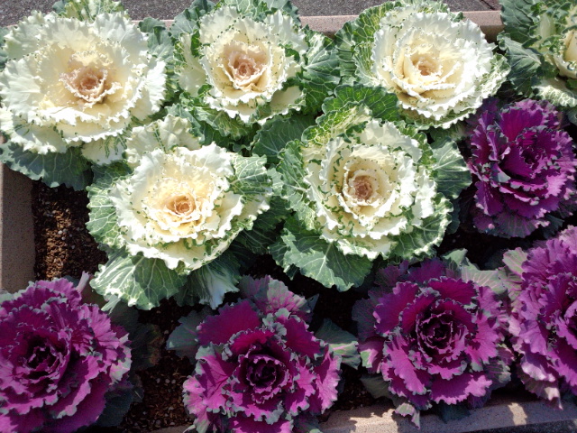 �܂邶��@�܂邶��@����܂���