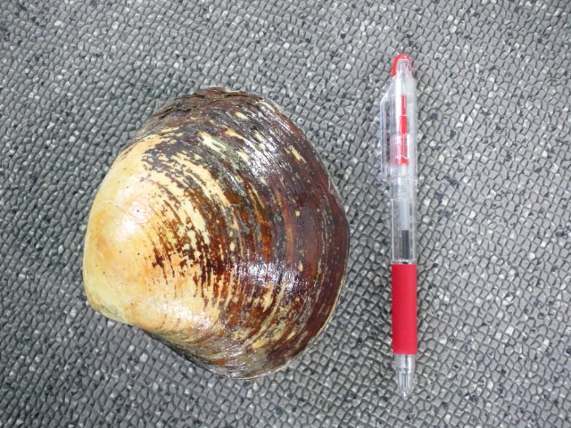 �܂邶��@�܂邶��@����܂���