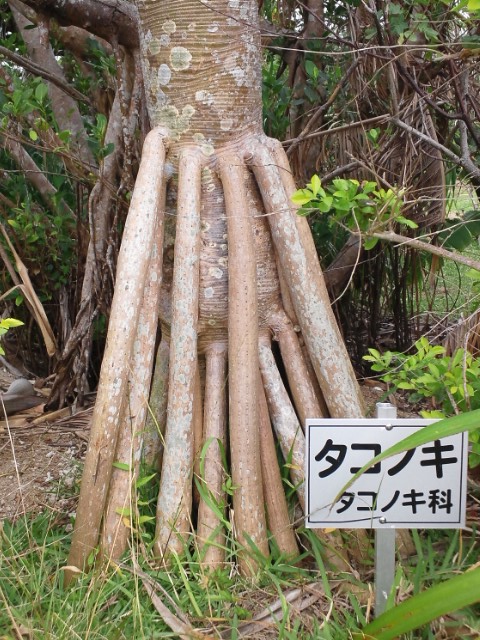 �܂邶��@�܂邶��@����܂���