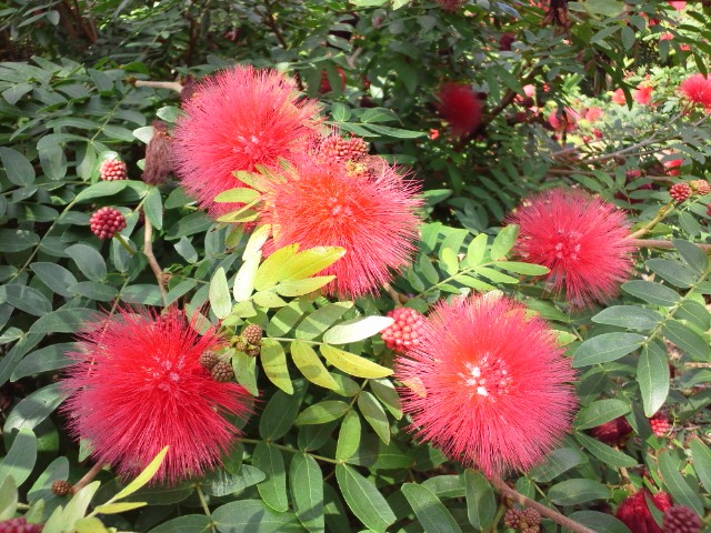 �܂邶��@�܂邶��@����܂���