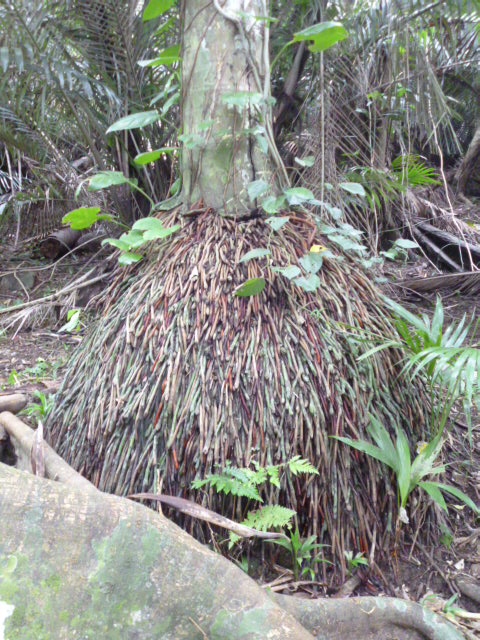 �܂邶��@�܂邶��@����܂���