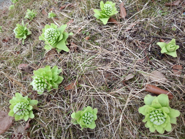 �܂邶��@�܂邶��@����܂���