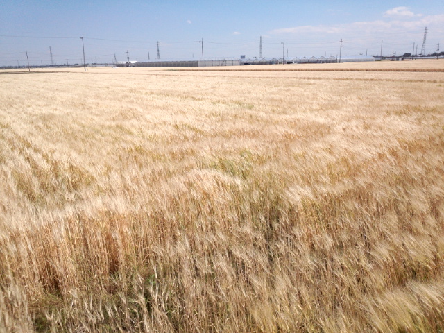 �܂邶��@�܂邶��@����܂���