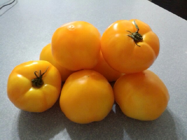 �܂邶��@�܂邶��@����܂���