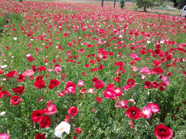 �܂邶��@�܂邶��@����܂���