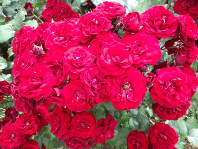 �܂邶��@�܂邶��@����܂���