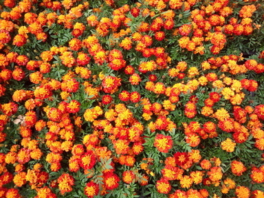 �܂邶��@�܂邶��@����܂���