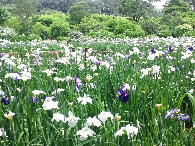 �܂邶��@�܂邶��@����܂���