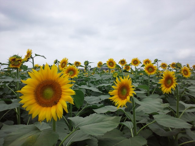 �܂邶��@�܂邶��@����܂���