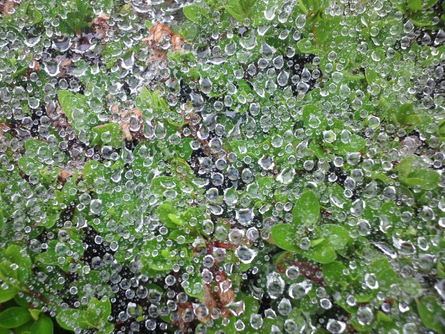 �܂邶��@�܂邶��@����܂���